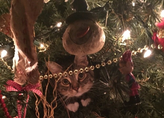 gatto-tra-decorazioni-natalizie