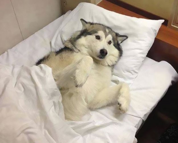 husky-a-letto