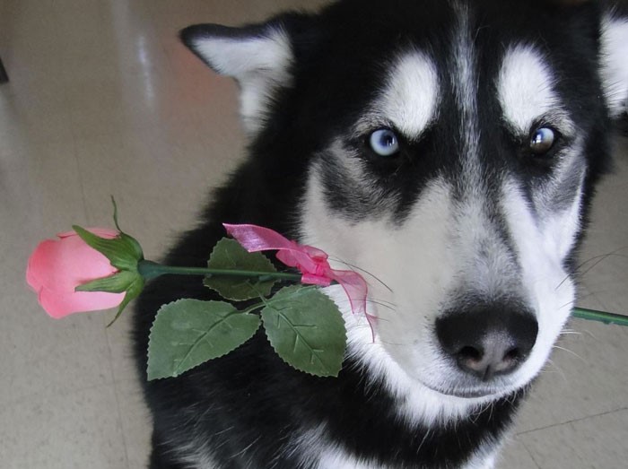 husky-con-rosa-in-bocca