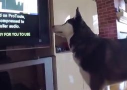 Max, husky animalista guarda documentari in tv (VIDEO)