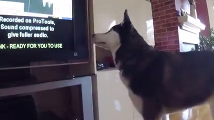 Max, husky animalista guarda documentari in tv (VIDEO)