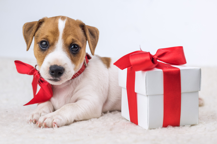 Regali di Natale per cani fai da te