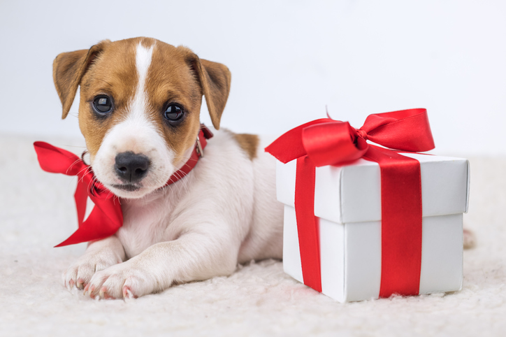 Foto Cani Di Natale.Regali Di Natale Per Cani Fai Da Te Tutto Zampe