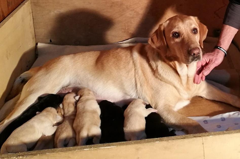 Terremoto, i dieci 'doni' del cane che aiutò Amatrice