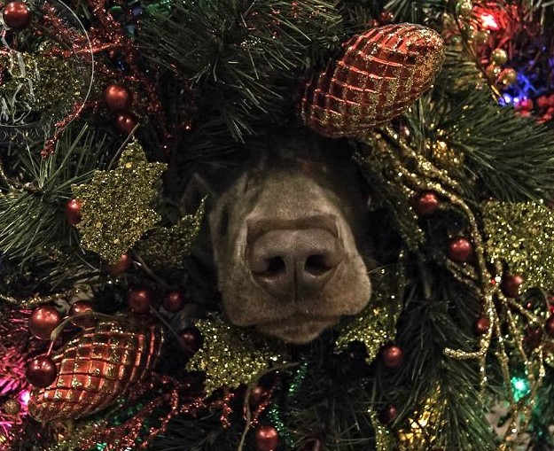 naso-di-cane-in-albero-natale