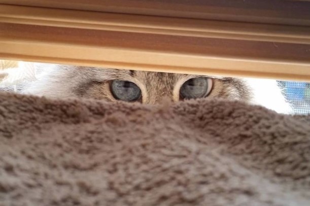 occhi-azzurri-di-gatto