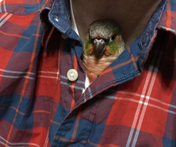 pappagallino-dentro-camicia