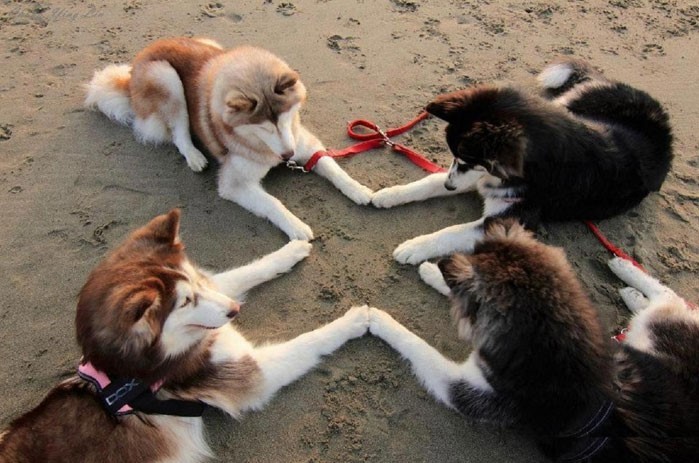 quattro-husky-in-spiaggia