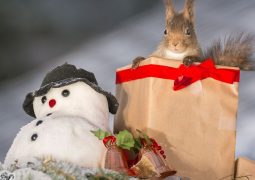 10 scoiattoli in modalità natalizia (FOTO)