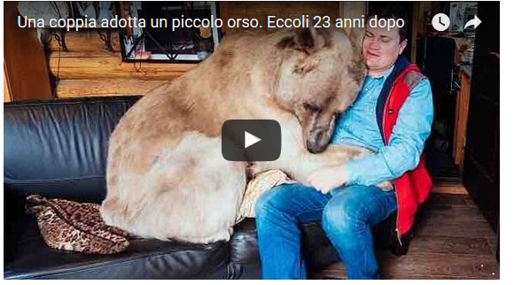 orso adottato