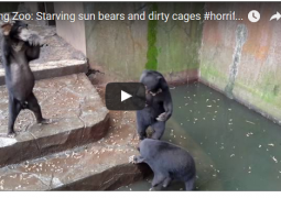 orsi elemosinano cibo video