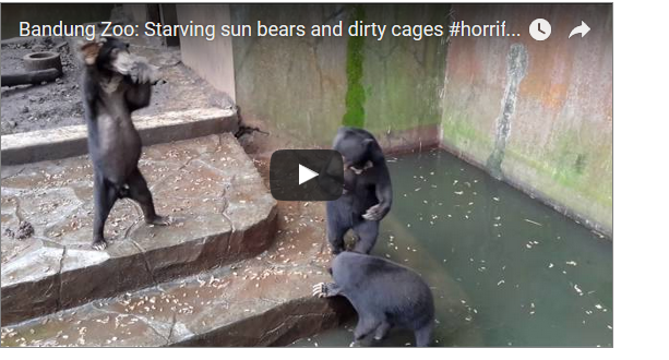 orsi elemosinano cibo video