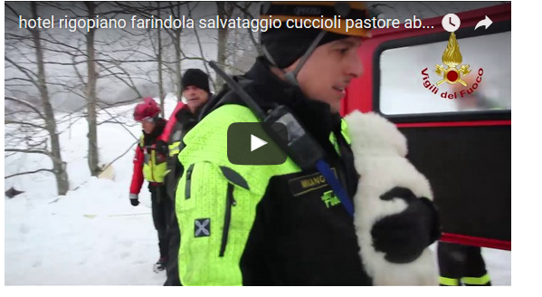 video salvataggio cuccioli rigopiano