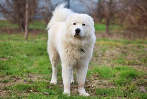 pastore maremmano, lupi, artrite cane rimedi naturali veterinario