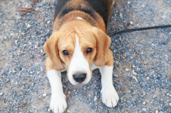 miosite cane veterinario spiega