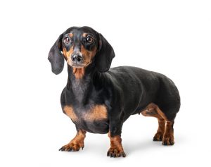 cane ciuccia coperta trema