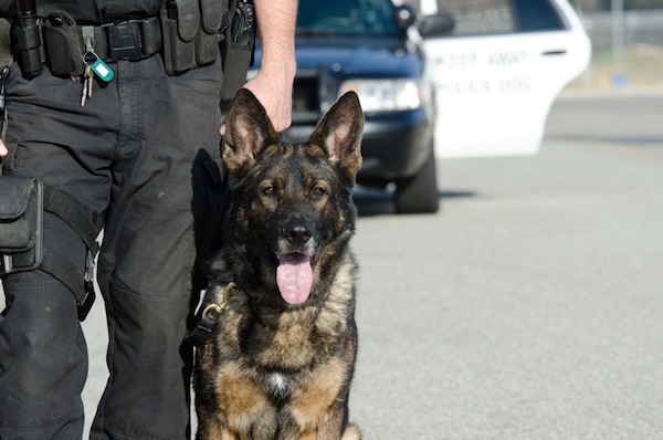 adozione, cane poliziotto, cane