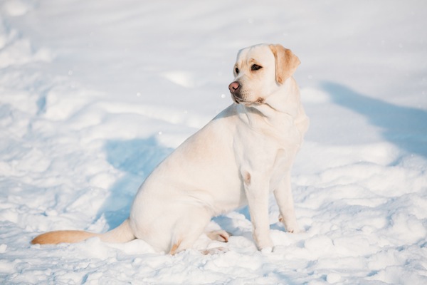 cane, freddo