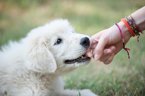 cucciolo di cane, come insegnargli a non mordere