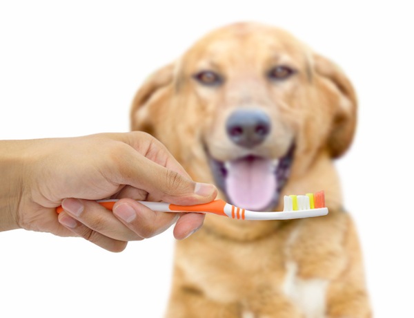 lavare i denti al cane, spazzolino