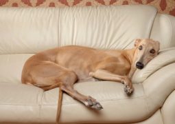 come insegnare cane stare lontano divano