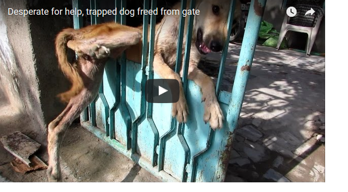 video salvataggio cane