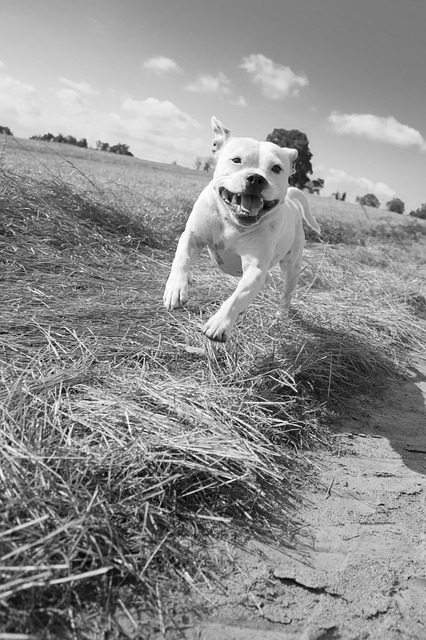 Staffordshire bull terrier allevamento prezzo