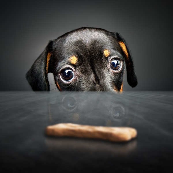 ricetta biscotti, biscotti per cane, Martha Stewart, biscotto, cane