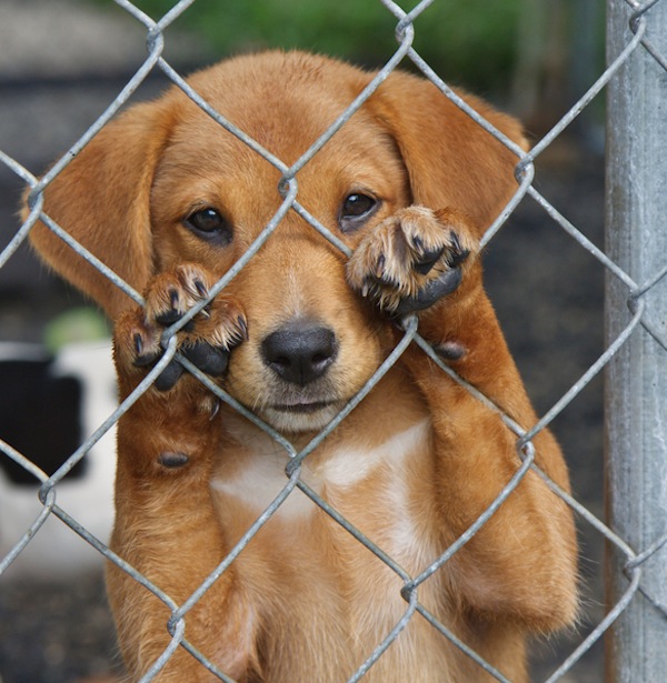 adozione, terni, cane, bonus alimentare, adozione cane