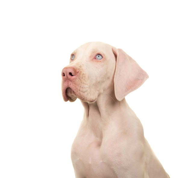 cane albino salute