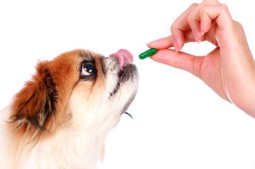 amoxicillina cane gatto