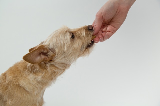 cane inappetente