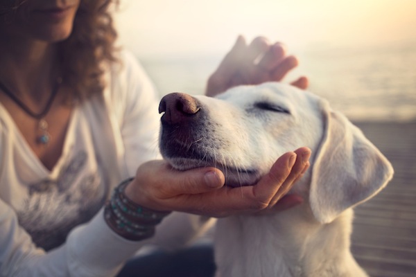 cane felice, cane occhi socchiusi