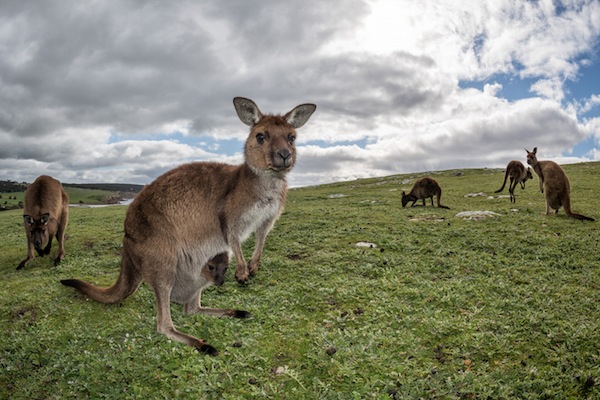 canguri, abbattimento controllato, australia