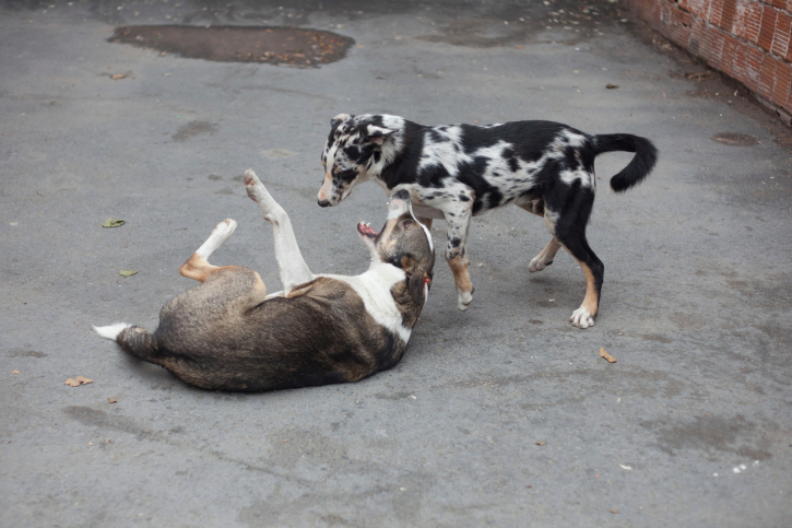 cane aggressivo altro cane