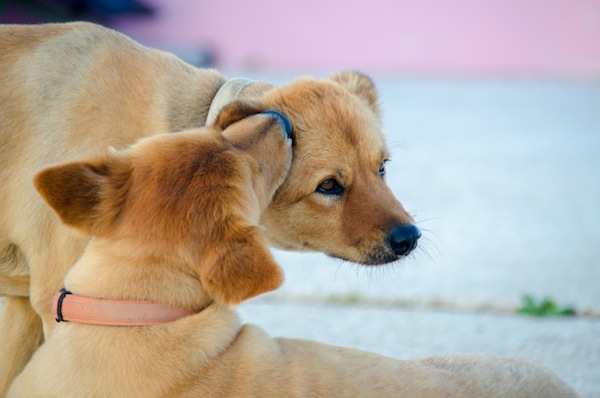 cani, cani che si leccano le orecchie