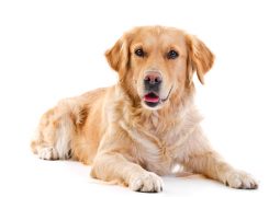 Leishmaniosi cane, analisi per diagnosi ed inizio cura