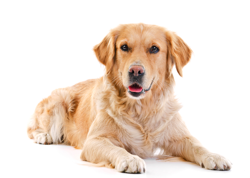 Leishmaniosi cane, analisi per diagnosi ed inizio cura