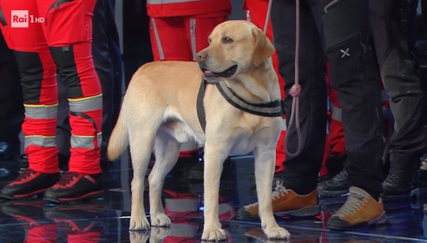 labrador, amatrice