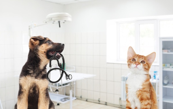 spese veterinarie , mutua cani e gatti, assicurazione, mutua cani e gatti, cani e gatti