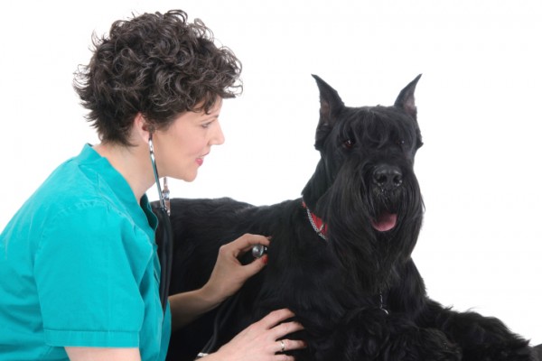 Pancreatite nel cane, come si fa la diagnosi?