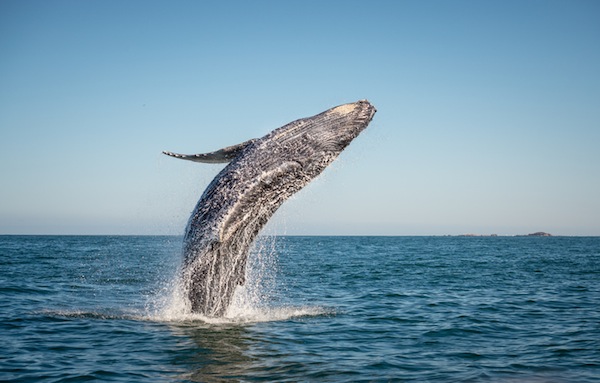 balene , caccia alle balene, Norvegia