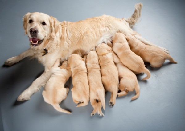 cane non allatta cuccioli