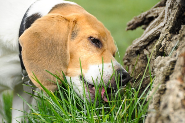 cane, sintomi avvelenamento