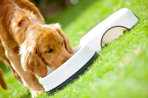 il cane può mangiare le lenticchie