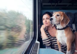cane viaggio, trasporto pubblico