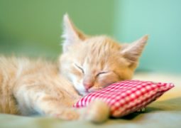gatto, pelo, carcinoma polmonare gatto cure eutanasia