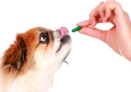 rimedi naturali prevenzione filariosi cane