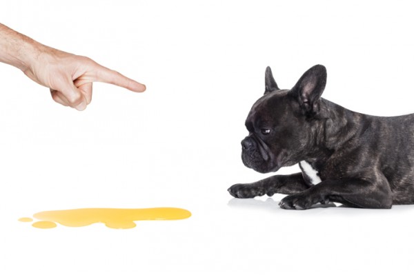 disturbi urinari cane dopo castrazione