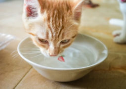 Insufficienza Renale Gatto Tutto Zampe